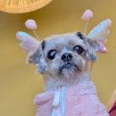 보리콩이네 이미지