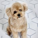 리틀레이첼 이미지