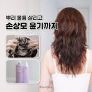 여름 두피 손상모 정직한실험실 볼륨샴푸 워터트리트먼트 다이소추천템
