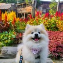 HI, MY DOG 이미지