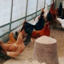 꼬꼬닭하우스 이미지