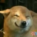 천사강아지 이미지