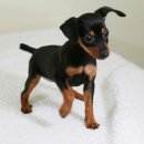 토이 켄넬 이미지