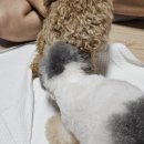 리틀파우스 이미지