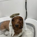 모들펫살롱 이미지