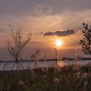 브라운도트거북섬점 이미지