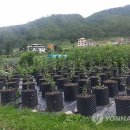 미선농장 2 이미지