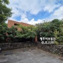제주 선흘리 거문오름 | [매매] 제주 선흘리 감성 넘치는 단독주택 ｜ 거문오름 뷰 + 수영장 있는 유니크 주택 [B-2656]