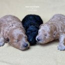 남양주켄넬 이미지