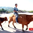 이랴이랴 이미지