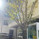 이하우 | 대구 범어동 미용실 도이하우스 리나실장님 웨딩 염색 후기