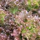 (주)이룸팜 이미지