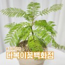 키움농장 | 장유 최대 규모 다복이 꽃 백화점 키움다육농장 김해 꽃집 후기