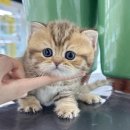 대구고양이분양 테디럽 | 인천고양이무료분양 테디럽 분양 후기 (일산, 안산, 파주, 김포)