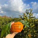 비타민씨하우스 민박 | [제주여행] 1월 겨울철 부가네농장 귤따기 솔직후기 🍊예약 금액 / 애월항 고양이