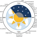 인체 - 리듬 이미지