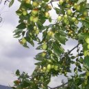 옛고을농장 이미지