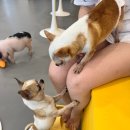 멍쉬멜로 이미지