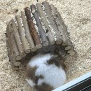 댕댕냥냥 이미지