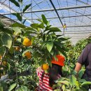 가자고을농장1 | 경남창원 체험농장 아이야 귤따러가자~ 감이귤이농장