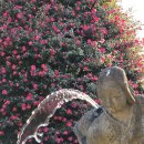 도원제주태양광 | 제주 동백수목원 완벽 가이드! 입장료, 주차, 개화시기까지 한눈에