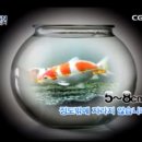 코이 이미지