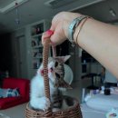 냥냥펀치 이미지