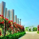 금강수변공원 숲바람장미원 | 세종 가볼만한곳 금강수변공원 숲바람장미원 실시간 장미