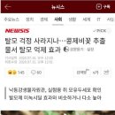 콩제비꽃이 검색어 순위에 있길래 뭔가 해서 봤더니 이미지