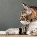 강북24시 N동물의료센터 이미지