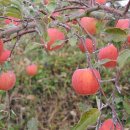 회진농장 이미지