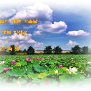 가올 Daum카페