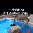 ㅇㅎ) 살기 위해 주인 담궈버리는 강아지 이미지