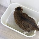 무인도 | 블루마블 무인도샌드 고양이모래 사용 후기