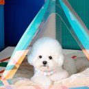 펫하우스 이미지