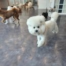 댕스럽개 이미지