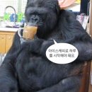 코끼리아프리카까스까스 네이버블로그