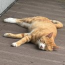 토마토펜션A 이미지