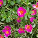 채송화농장 이미지