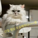 한라산천연보호구역 | 한라산 당일치기 등산 후기 각코스 통과 시간안내 백록담 성판악 관음사 예약방법