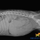 Dr. dog 동물영상의료센터 이미지