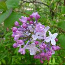 수수꽃다리 이미지