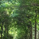 밸리댄스(야간) 이미지