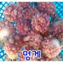 통영우럭 이미지