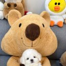 청담펫츠 이미지