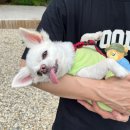 팜스퀘어 하늘타리 | 여주캠핑 팜스퀘어하늘타리캠핑장 애견동반가능캠핑장 내돈내산후기