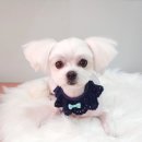 펫살롱 꽃단장 이미지