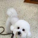 수수펫살롱 이미지