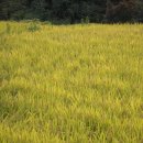 광천역전토굴새우젓 이미지