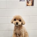 리츠펫(송도점) 이미지